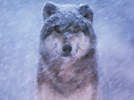 Wolki_015.jpg