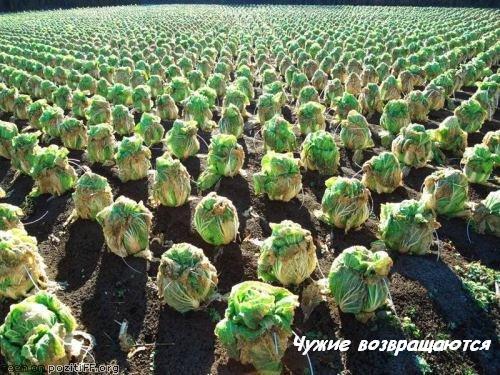 Funnypix007.jpg
