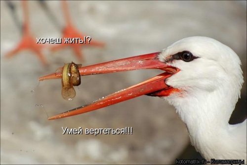 vertis_!.preview.jpg
