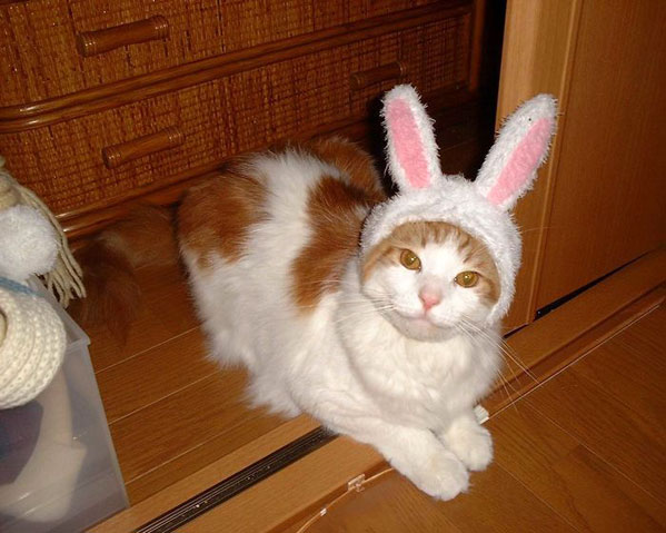зайцекот.jpg