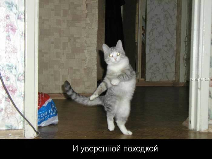 киса.jpg