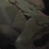тиьи.gif