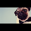 animals_merki_2.png