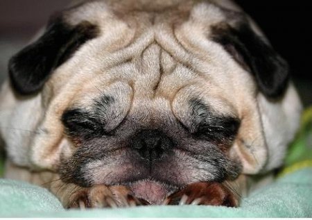 1156329304_sleep_27.jpg