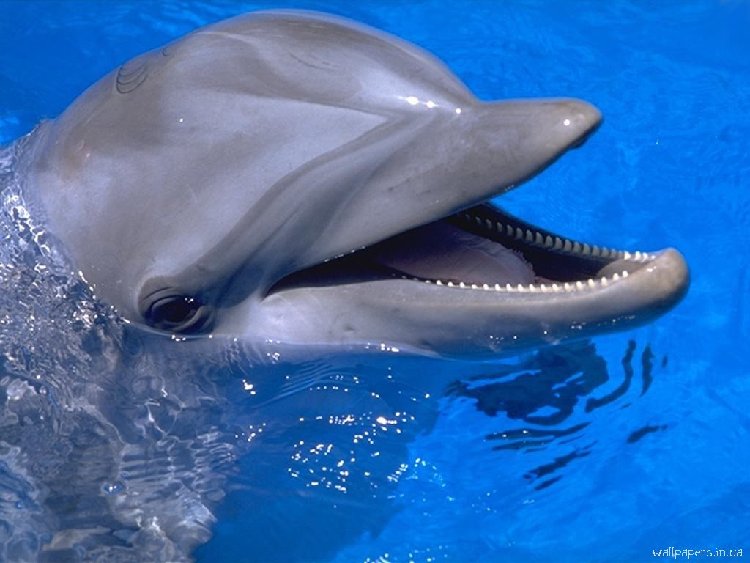 1161856206_whales_dolphins_0605.jpg