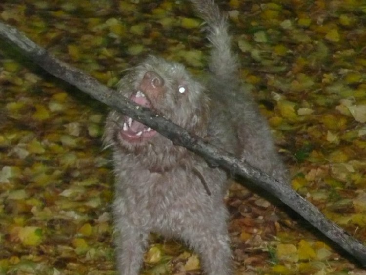 Брюсег.JPG