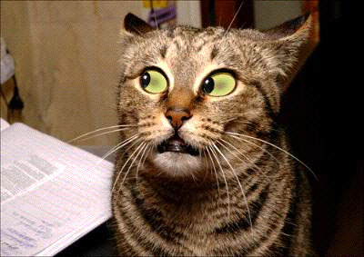 cattt.gif