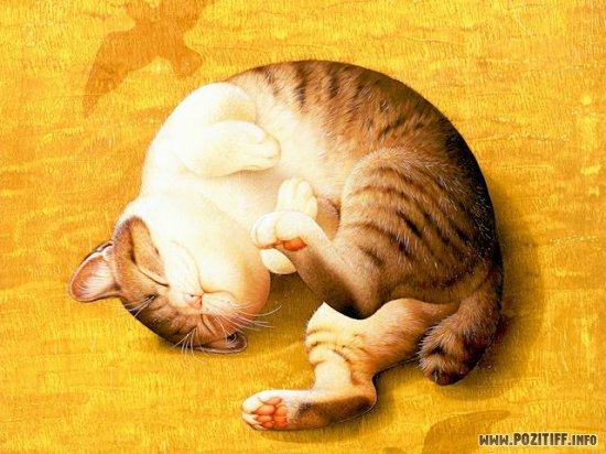 1175262576_cat01.jpg