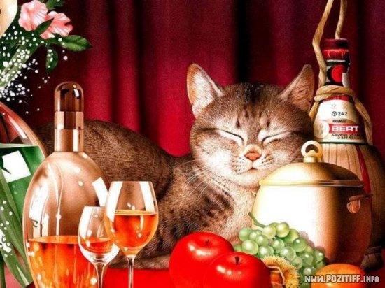 1175262689_cat11.jpg
