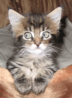 53_gifki_246715.gif