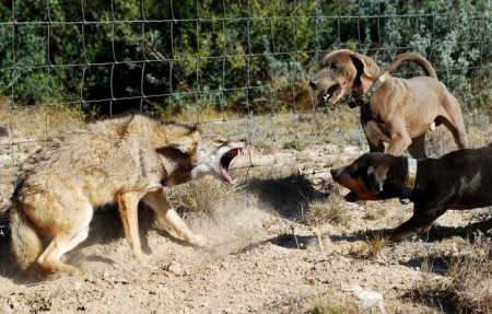 1231945703_1231741431_coyote_04.jpg