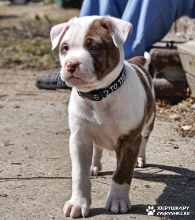 1175652505_1175624468_piggy_pitbullmix07.jpg