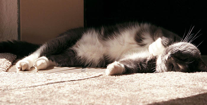 CAT_0058.JPG
