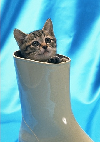 Cat_0047.jpg