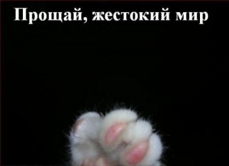 govorjashhijj_koty__krolik_20_foto_11.jpg