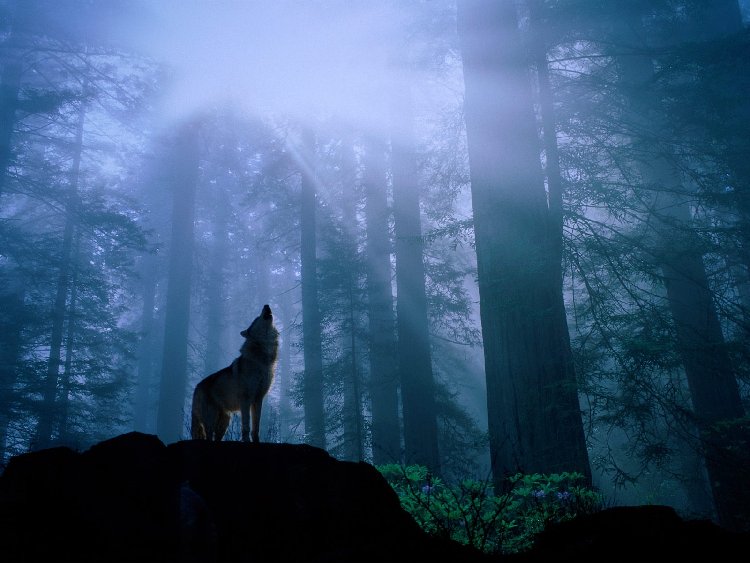 wolves_104[1].jpg