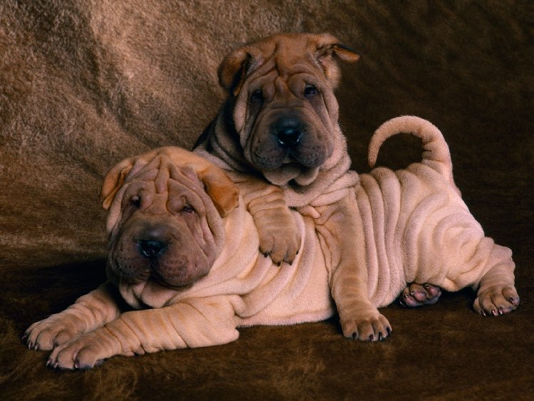 dogs_093[1].jpg