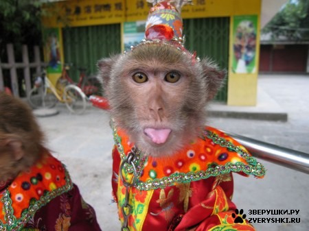 monkey.jpg