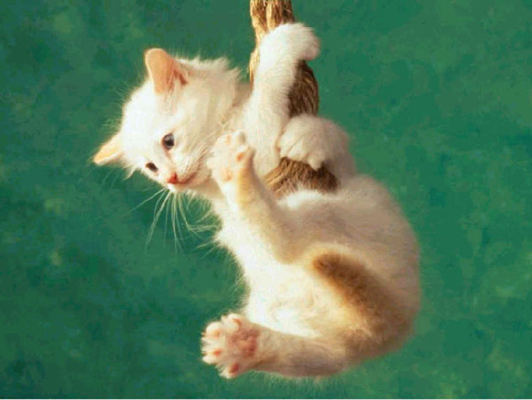 CAT2.JPG