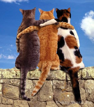 1236326872_cathumour0081.jpg