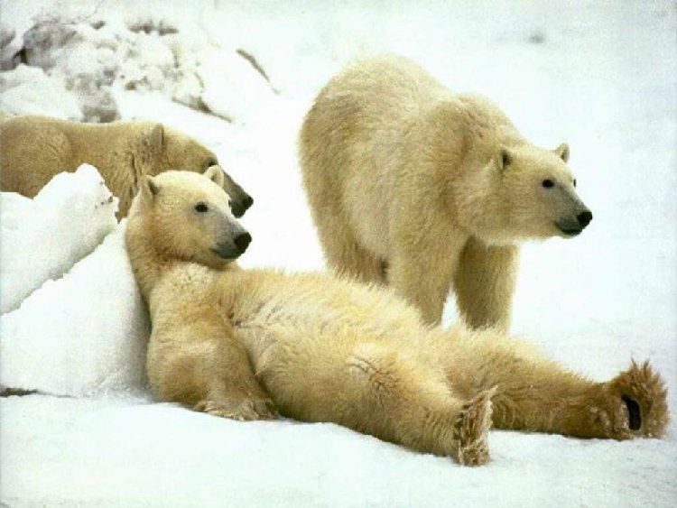 bears_018[1].jpg