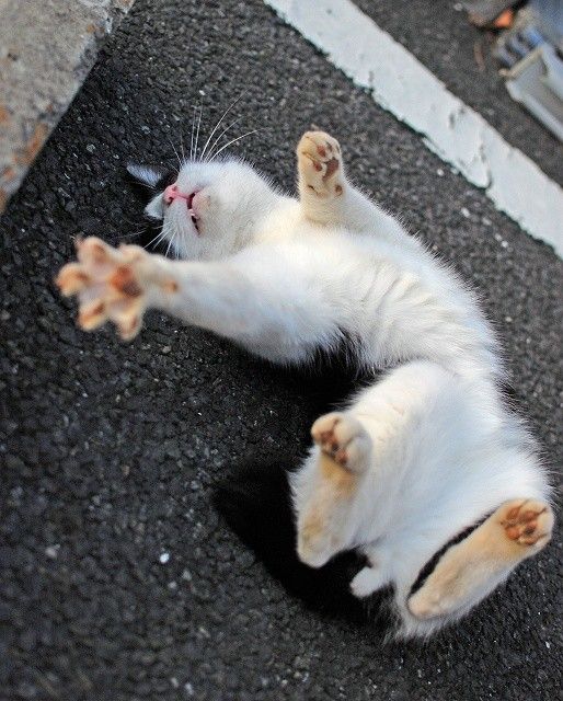 кот.jpg