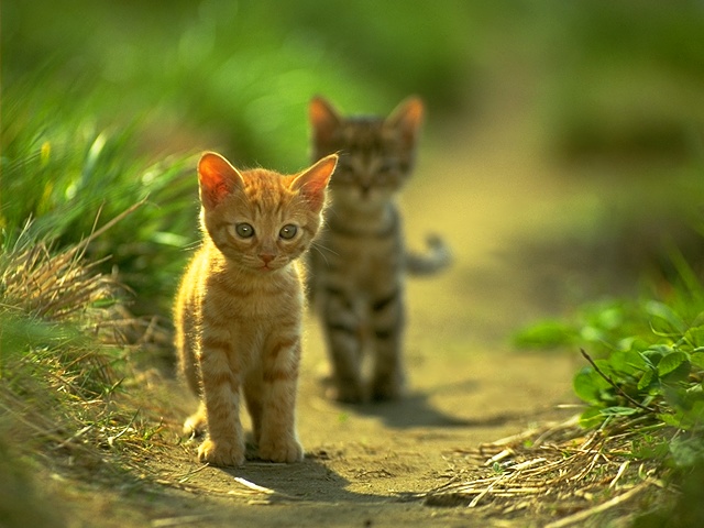CAT_0012.JPG