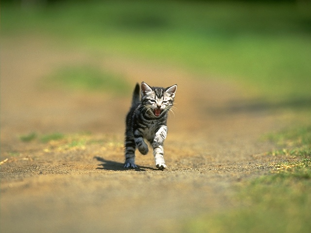 CAT_0028.JPG