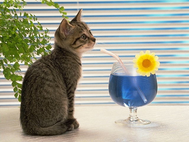 Cat_0069.jpg