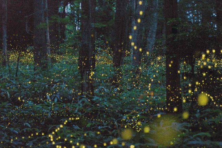 firefly_13.jpg