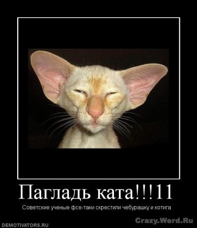 1241950187_339168_paglad-kata11.jpg