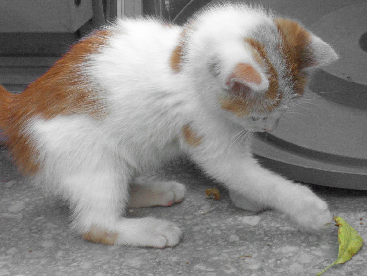 Teh_Kitten.jpg
