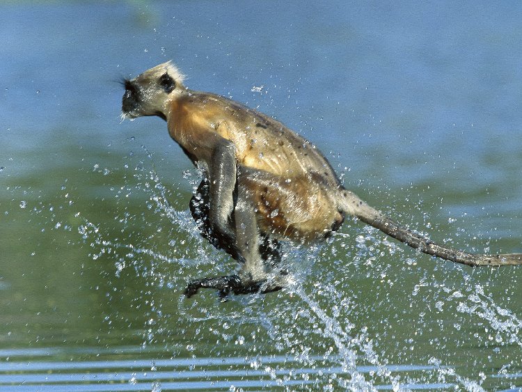 Hanuman Langur Crossing a River, Rajasthan, India.jpg