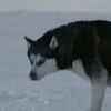946.gif