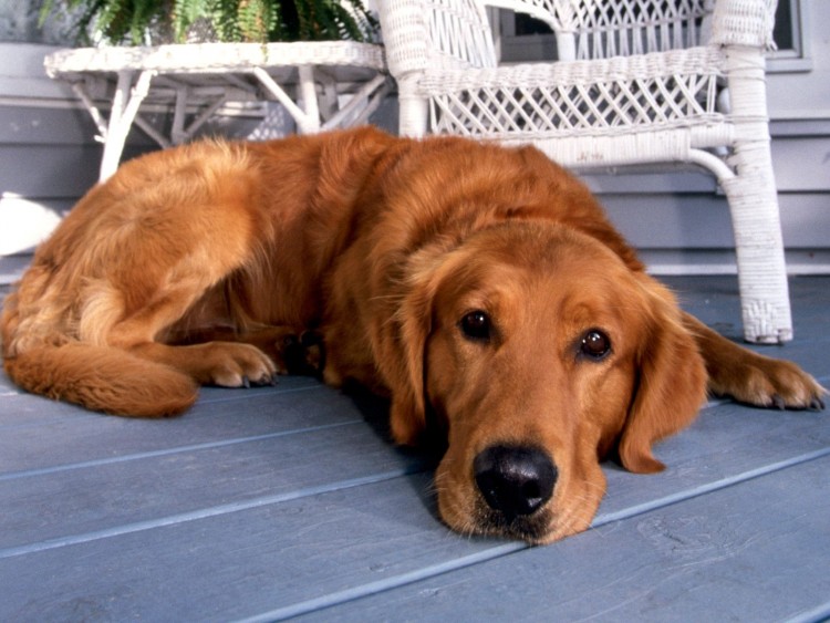 dogs_217.jpg