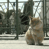980.gif