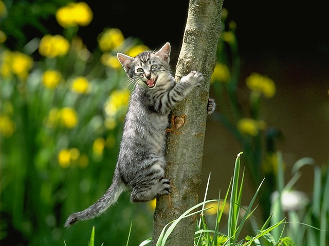 CAT_0008.JPG