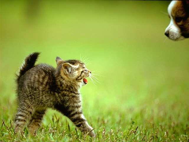 CAT_0006.JPG