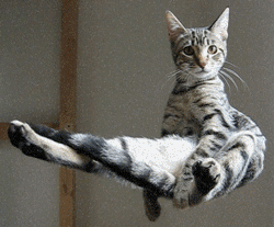 kitty.gif