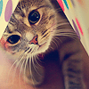 306.gif