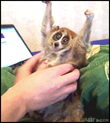 47576848_1250288376Mmp8Ccb.gif