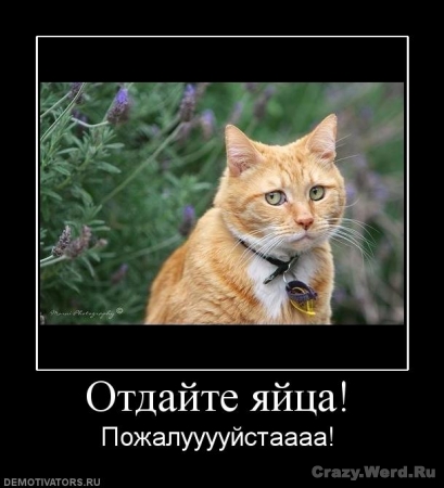 1241950187_611357_otdajte-yajtsa.jpg