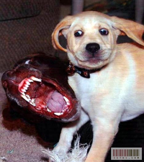 1165123201_1164935554_humor_25.jpg