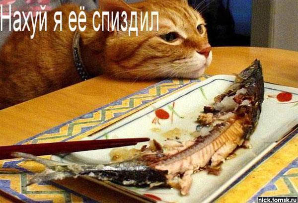 1127901134_cat.jpg