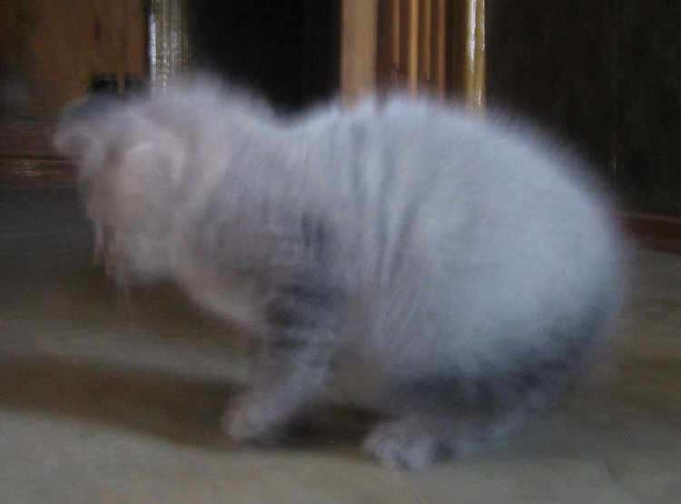 kit.jpg