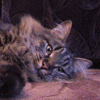 avatar_0392.gif