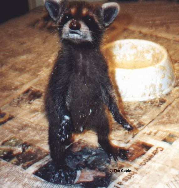 Racoon.jpg