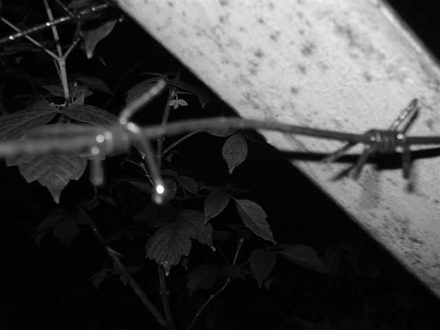 DSC09820.JPG