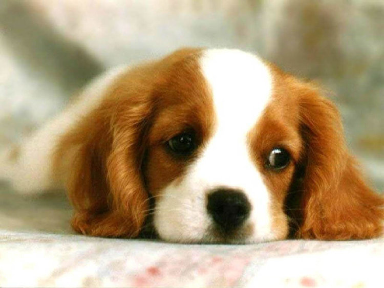 dogs_024[1].jpg