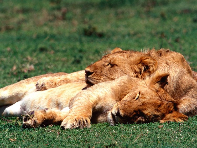 lions_013[1].jpg